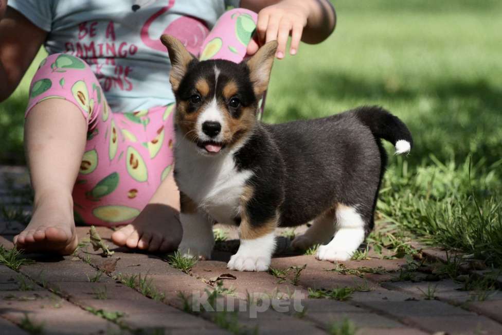 Собаки в Москве: Щенки вельш корги кардиган Девочка, 50 000 руб. - фото 4
