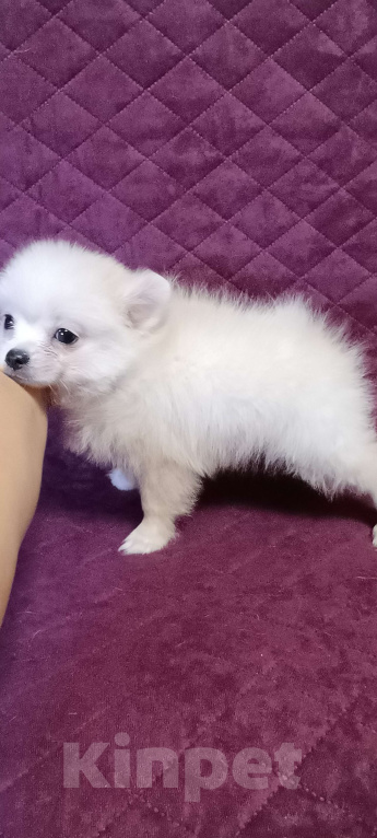 Собаки в Москве: Белоснежный малыш Мальчик, 25 000 руб. - фото 4