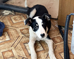 Собаки в Пензе: Дворняге Максу нужен дом Мальчик, 5 руб. - фото 1