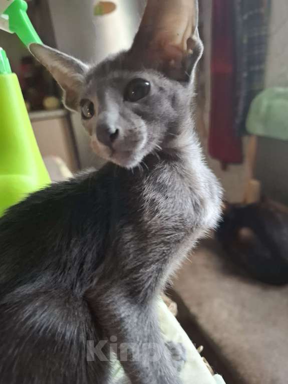 Кошки в Санкт-Петербурге: Ориентальная девочка Девочка, 25 000 руб. - фото 3