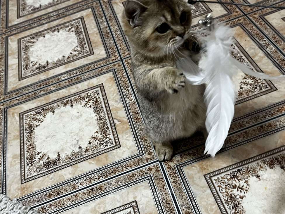 Кошки в Новосибирске: Котенок манчкин  Мальчик, 20 000 руб. - фото 4