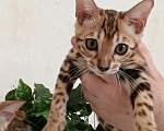 Кошки в Новосибирске: Бенгальские котята Девочка, 50 000 руб. - фото 1