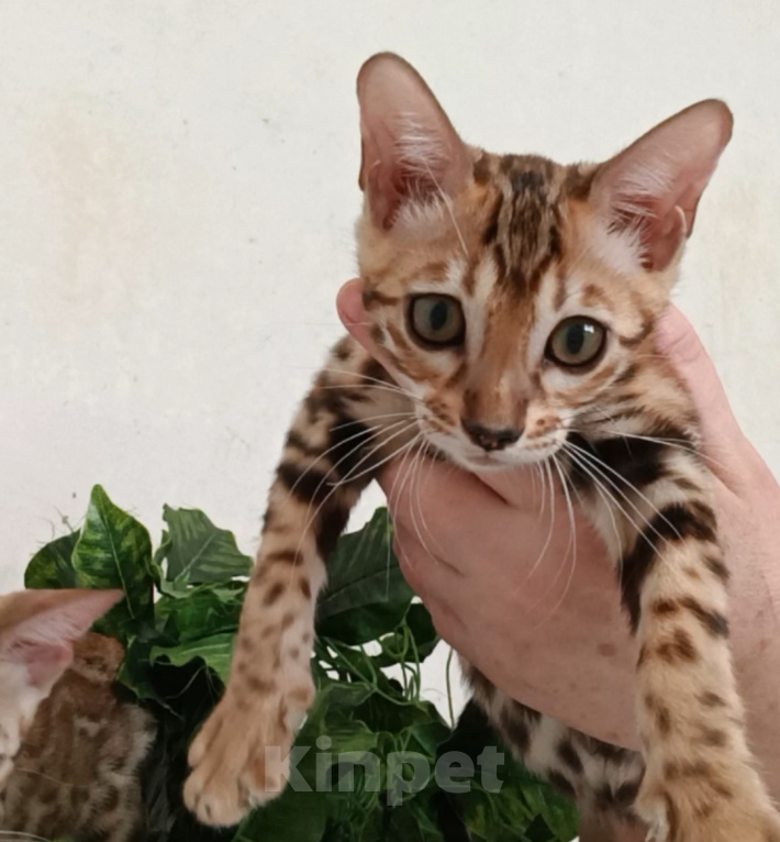 Кошки в Новосибирске: Бенгальские котята Девочка, 50 000 руб. - фото 1