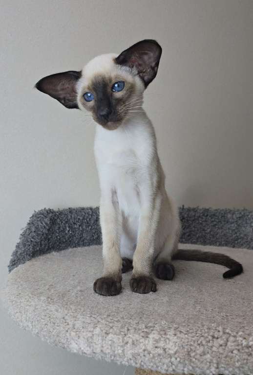 Кошки в Хабаровске: Ориентальный котенок Мальчик, 120 000 руб. - фото 3