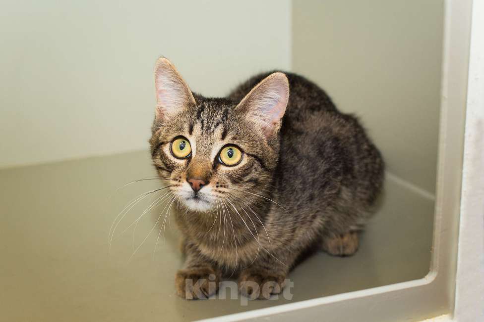 Кошки в Москве: Малыш Крендель – в самые добрые руки    Мальчик, Бесплатно - фото 5