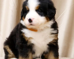 Собаки в Москве: Щенки Бернского Зенненхунда Мальчик, Бесплатно - фото 4