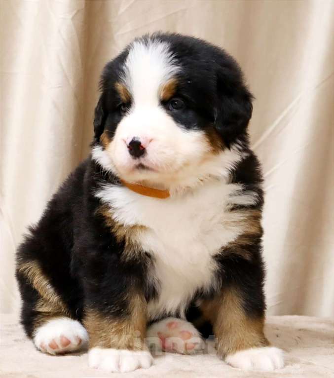 Собаки в Москве: Щенки Бернского Зенненхунда Мальчик, Бесплатно - фото 4