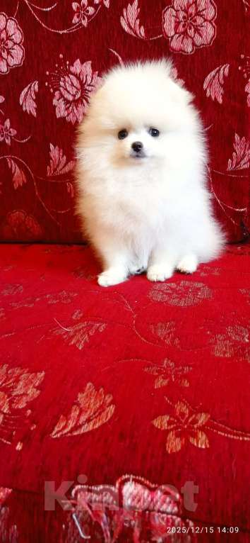 Собаки в Москве: Белая помераночка с короткой мордочкой и отличной шерстью Девочка, 70 000 руб. - фото 1
