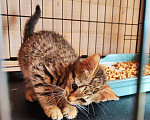 Кошки в Москве: котята в добрые руки Девочка, Бесплатно - фото 4