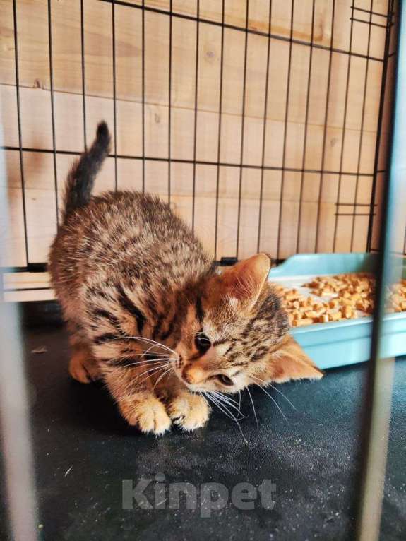 Кошки в Москве: котята в добрые руки Девочка, Бесплатно - фото 4