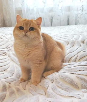 Золотая шиншилла