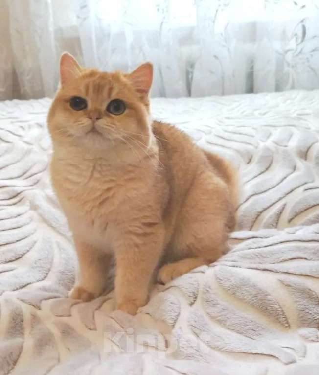 Кошки в Москве: Золотая шиншилла Мальчик, 40 000 руб. - фото 1