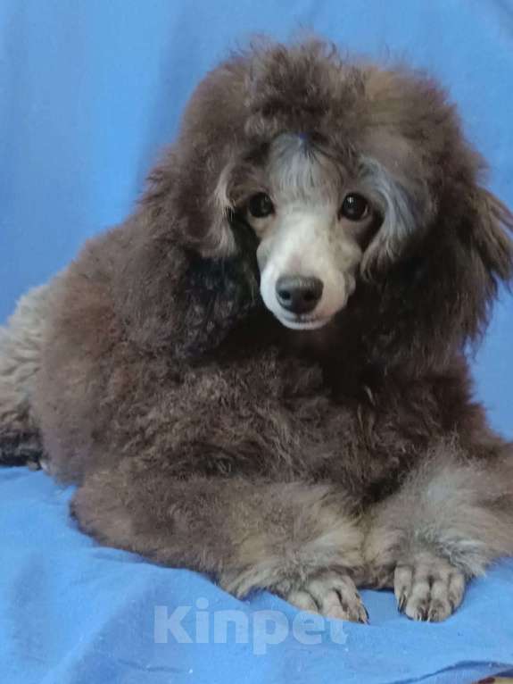 Собаки в Ярославле: Серебро той Мальчик, 140 000 руб. - фото 6