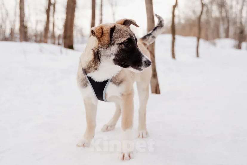 Собаки в Москве: Эйприл Девочка, Бесплатно - фото 2