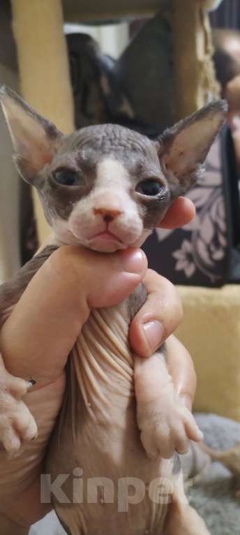 Кошки в Балашихе: 4 пацана Мальчик, Бесплатно - фото 2