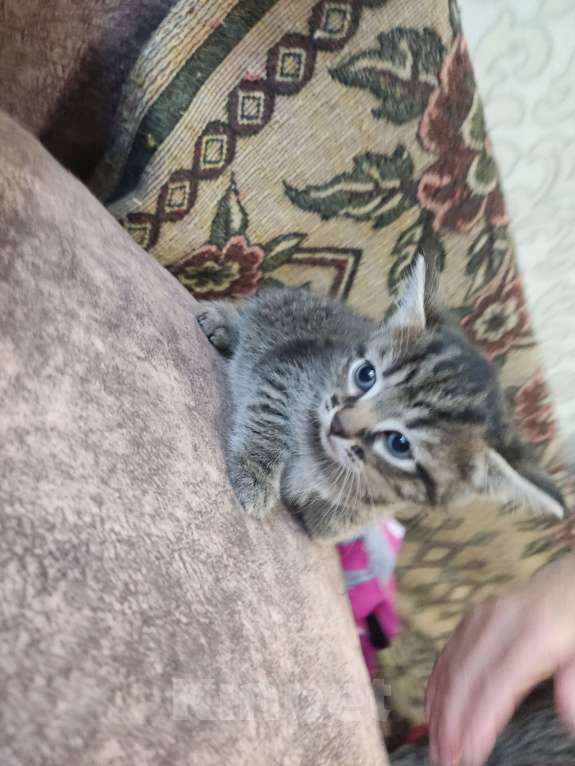 Кошки в Перми: Девочка. Котенок Девочка, Бесплатно - фото 3