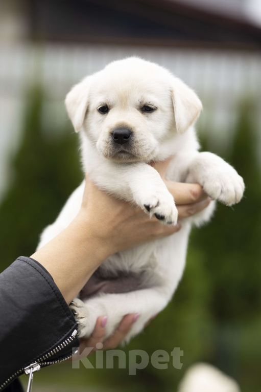 Собаки в Санкт-Петербурге: Породные Щенки  Лабрадора  Девочка, 90 000 руб. - фото 4