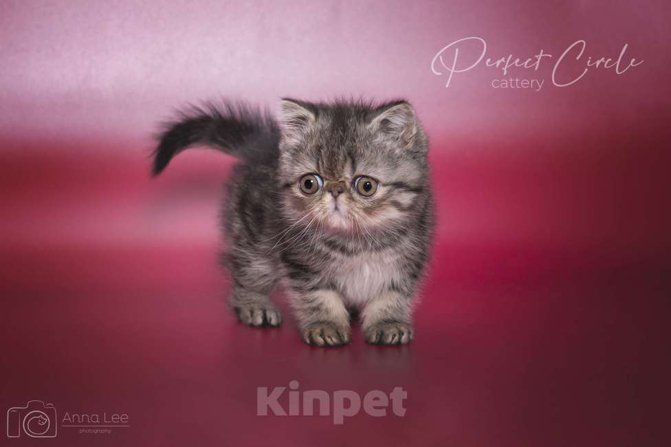 Кошки в Санкт-Петербурге: Экзотический мальчик Мальчик, 45 000 руб. - фото 3