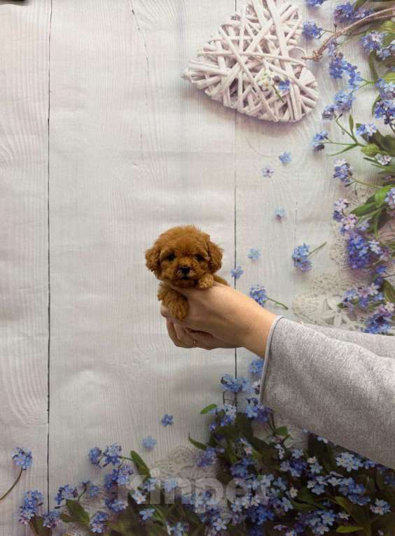 Собаки в Москве: Мини девочка той-пудель Девочка, 55 000 руб. - фото 1