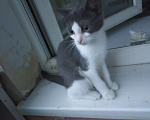 Кошки в Омске: Потерялся котенок Мальчик, Бесплатно - фото 2