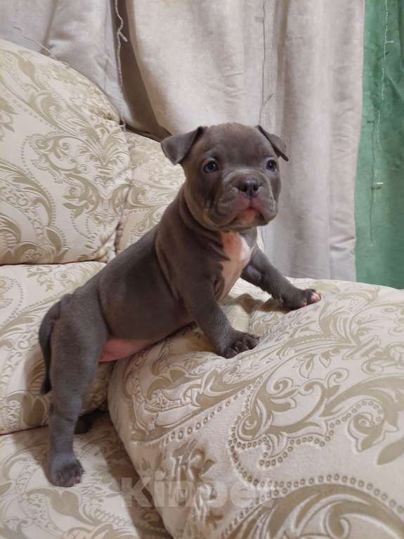 Собаки в других городах Московской области: Американские булли  Девочка, 85 000 руб. - фото 3