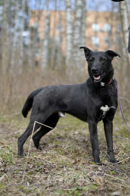 Собаки в Красногорске: Потрясающий Кинг ждёт хозяина в приюте  Мальчик, Бесплатно - фото 5