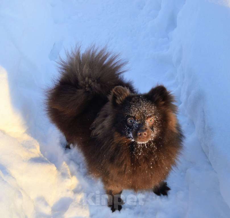 Собаки в Ореховом-Зуево: Маняша Девочка, 35 000 руб. - фото 4