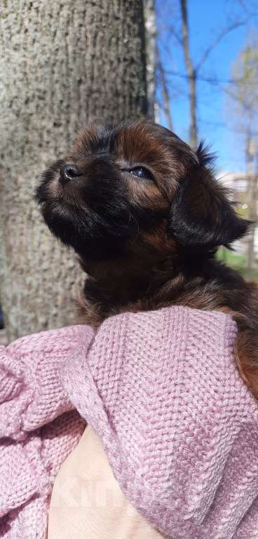 Собаки в Санкт-Петербурге: Щенок Петербургской Орхидеи Девочка, 70 000 руб. - фото 9