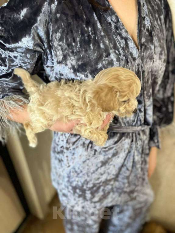 Собаки в Нижнем Новгороде: Мальтипу Девочка, 150 000 руб. - фото 3