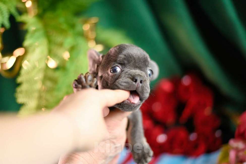 Собаки в Москве: девочка лиловая крохотная Девочка, 90 000 руб. - фото 3