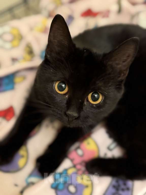 Кошки в Москве: Бриошь в поисках дома Девочка, Бесплатно - фото 1