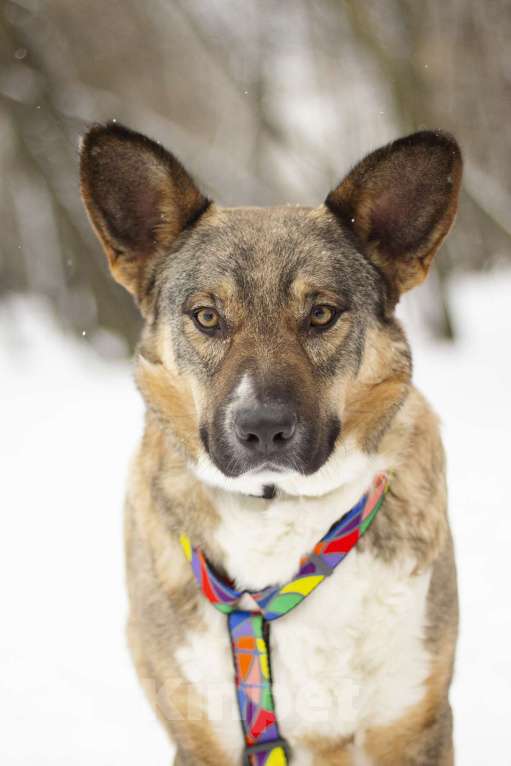 Собаки в Москве: Спокойная и нежная Ивенти в добрые руки Девочка, Бесплатно - фото 4
