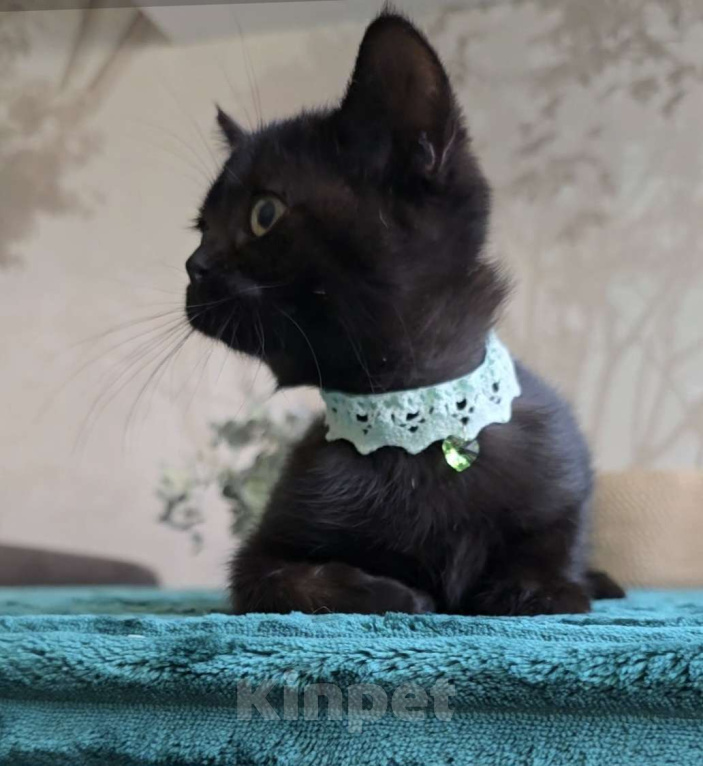 Кошки в Хабаровске: Девон-рекс мальчик Мальчик, 5 000 руб. - фото 5