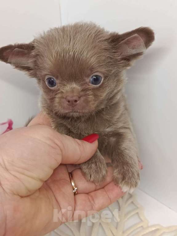 Собаки в других городах Московской области: Леонардо Мальчик, 45 000 руб. - фото 1