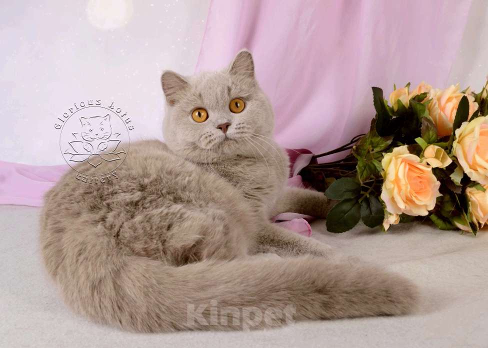 Кошки в Санкт-Петербурге: Британская кошечка теплого лилового окраса Девочка, 10 000 руб. - фото 4