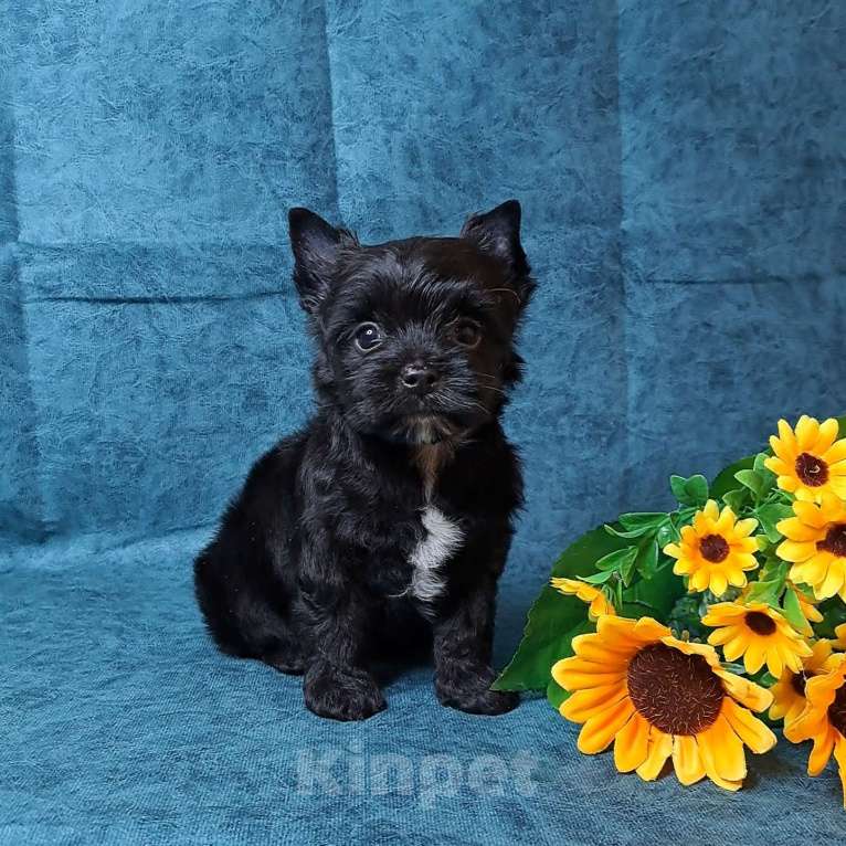 Собаки в Санкт-Петербурге: Чёрный йоркширский терьер мальчик Мальчик, 75 000 руб. - фото 7
