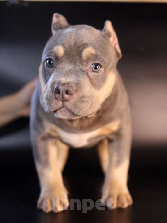 Собаки в Всеволожске: ММ ДАВИД КЬЯНТИ Мальчик, Бесплатно - фото 6