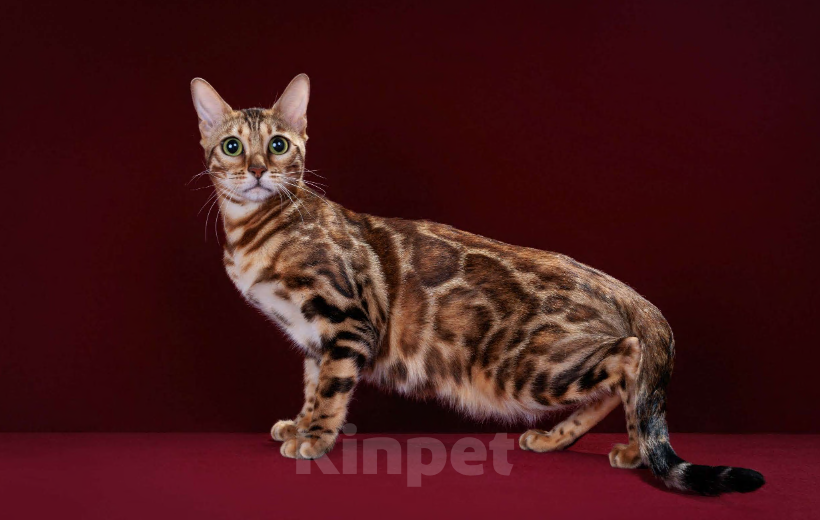 Кошки в Москве: Бенгальский котенок-мальчик, питомник ABCats (WCF) Москва Мальчик, Бесплатно - фото 8