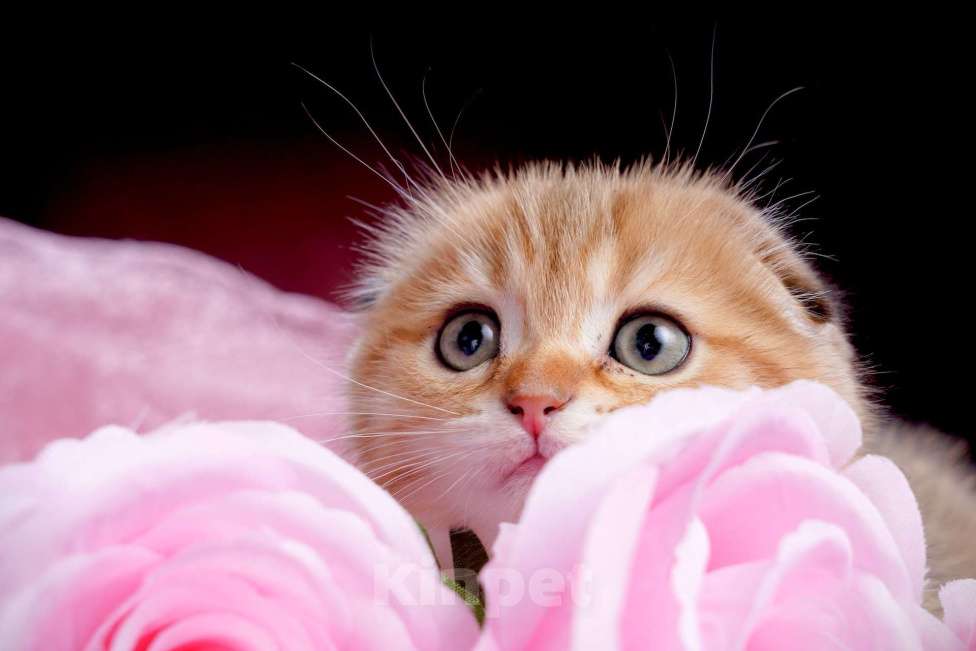 Кошки в Ижевске: Ласкуша Мальчик, 50 000 руб. - фото 1