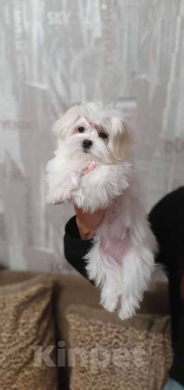 Собаки в Серове: Малььезе девочка мини Девочка, 150 000 руб. - фото 4