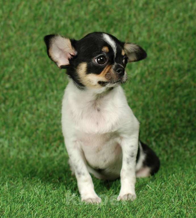 Собаки в Москве: Веселая девчуля Девочка, 17 000 руб. - фото 3