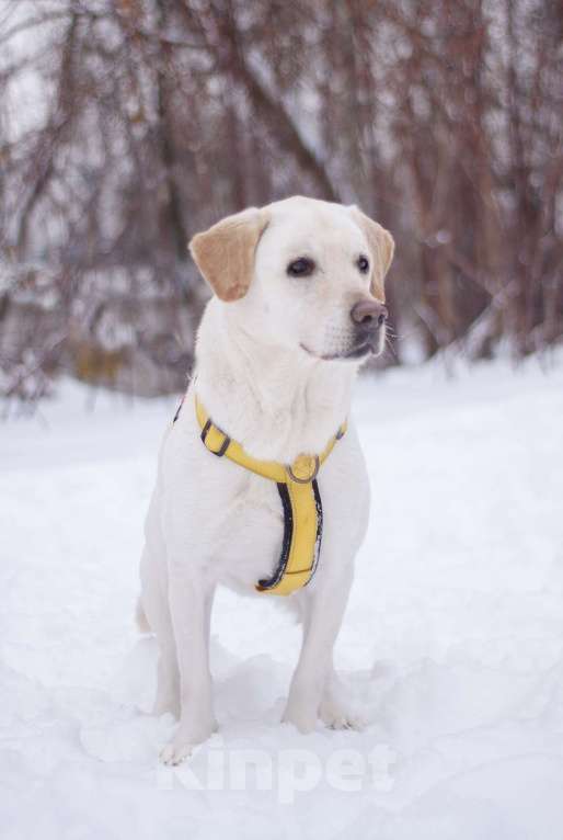 Собаки в Москве: Его выбросили хозяева, но Луни не утратил веру в лбдей Мальчик, Бесплатно - фото 7