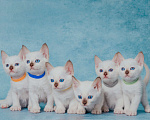 Кошки в Иркутске: Тайские клубные котята Мальчик, Бесплатно - фото 1