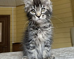 Кошки в других городах Московской области: Мейн-кун мальчишка❤️ Мальчик, 60 000 руб. - фото 1