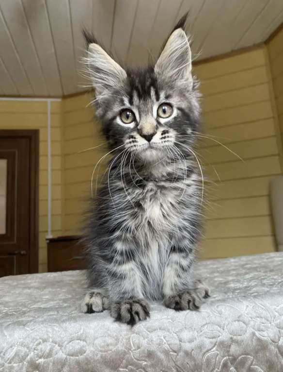 Кошки в других городах Московской области: Мейн-кун мальчишка❤️ Мальчик, 60 000 руб. - фото 1