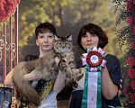 Кошки в Москве: Котёнок Мейн-кун полидакт Девоча Девочка, 100 000 руб. - фото 5