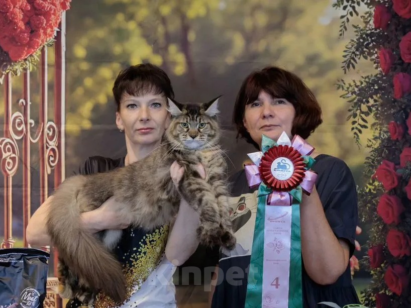 Кошки в Москве: Котёнок Мейн-кун полидакт Девоча Девочка, 100 000 руб. - фото 5
