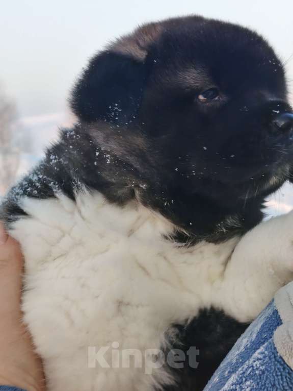 Собаки в Санкт-Петербурге: Девочка акита Девочка, 100 000 руб. - фото 2