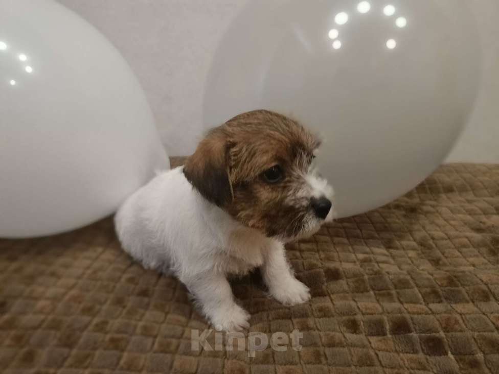 Собаки в Москве: Джек Рассел терьер Девочка, 25 000 руб. - фото 4