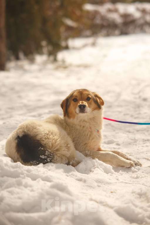 Собаки в Москве: Обворожительная Йоко в поиске дома Девочка, Бесплатно - фото 4